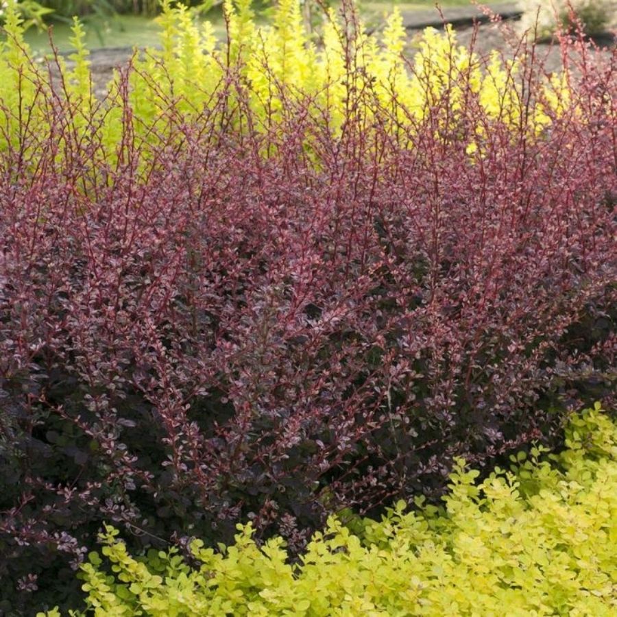 Барбарис Тунберга Фламинго, С2 - Dolinasad.by