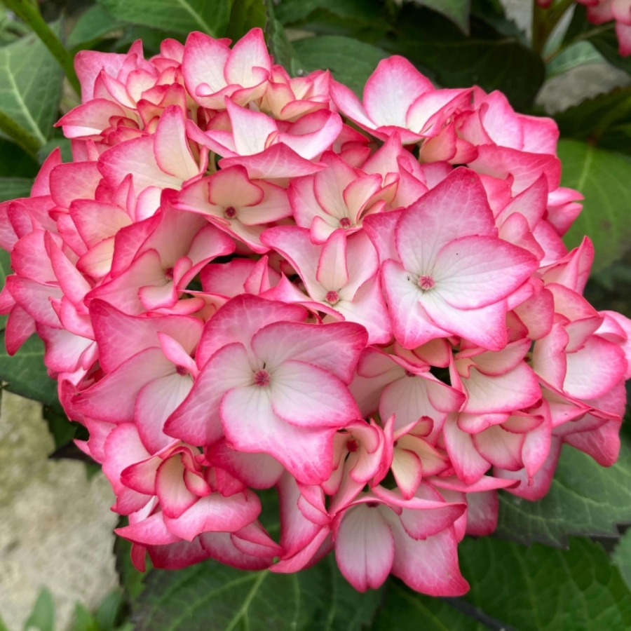 Гортензия крупнолистная Мираи - Dolinasad.by