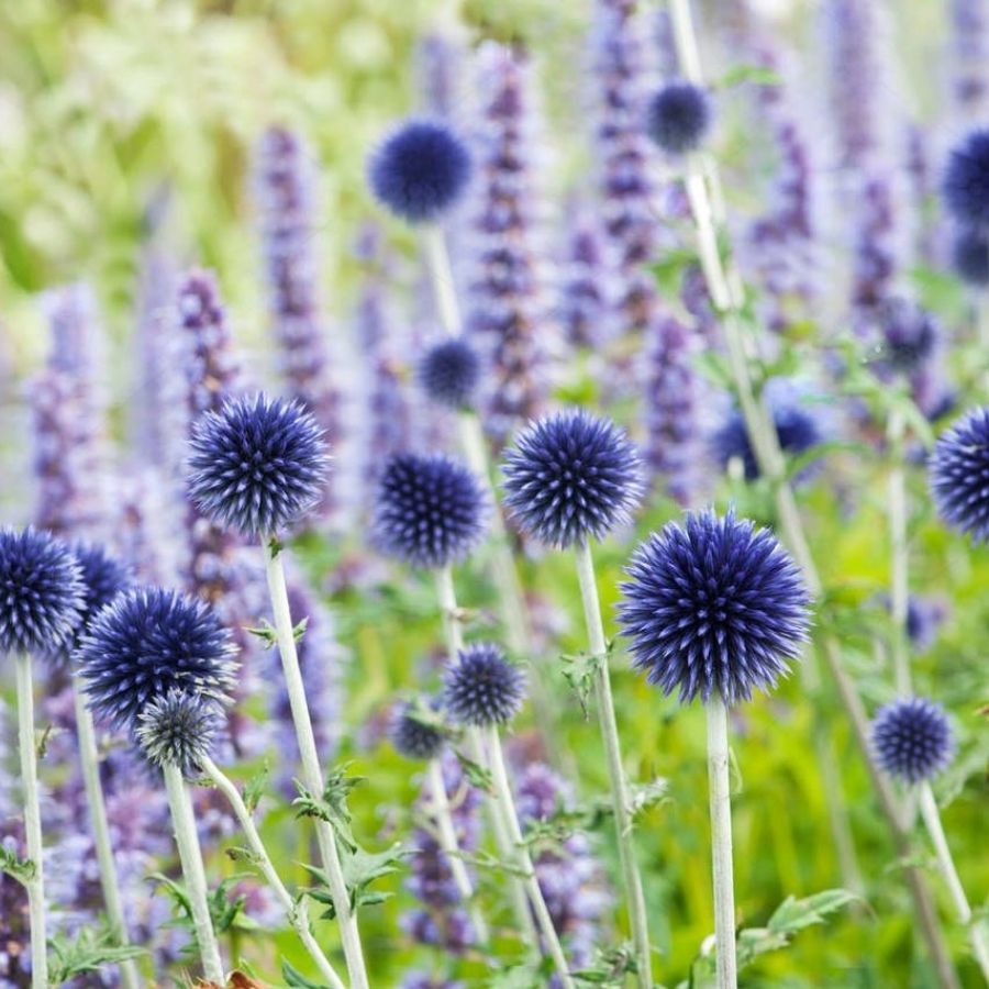 Мордовник Вейчс Блю - Dolinasad.by