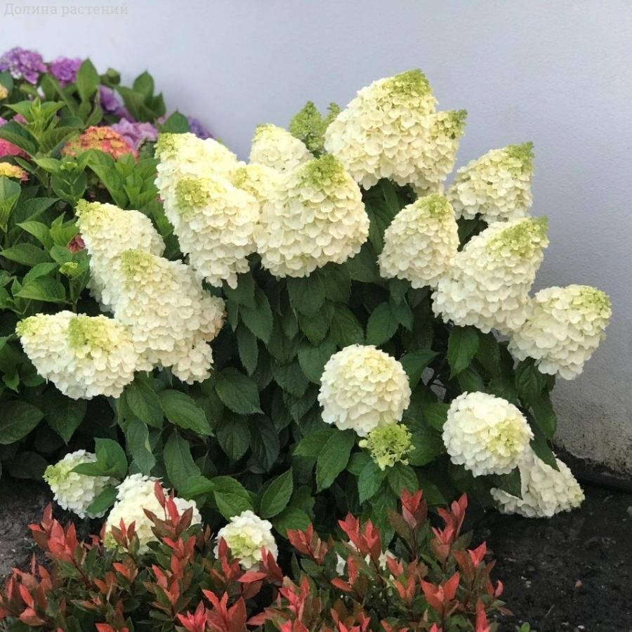 Гортензия метельчатая Мэджикал Мун Бланк Гортензия метельчатая Мэджикал Мун Бланк - Dolinasad.by