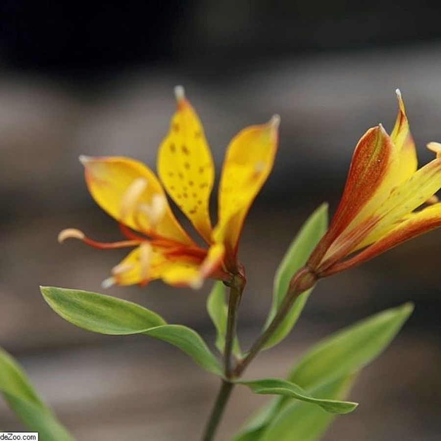 Альстромерия Глори оф зе Андес - Dolinasad.by
