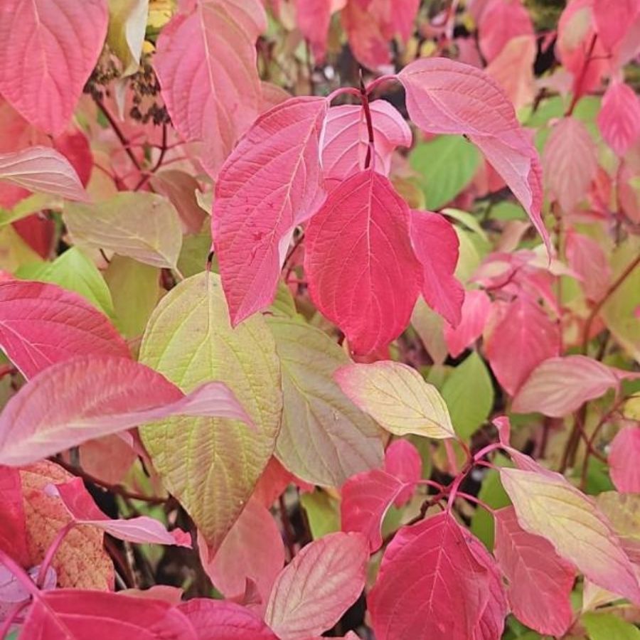 Дерен белый Неон Берст, С3 - Dolinasad.by