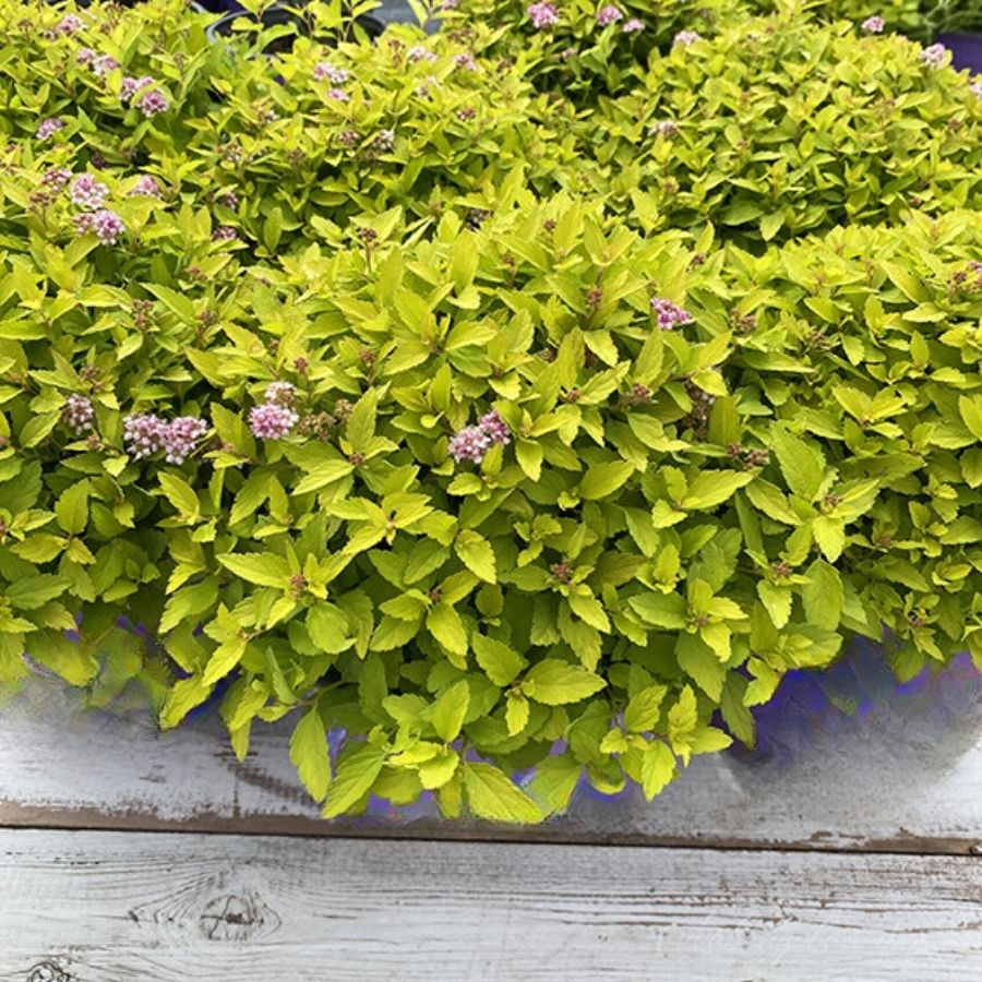 Спирея Зен Спирит Голд, С2 - Dolinasad.by