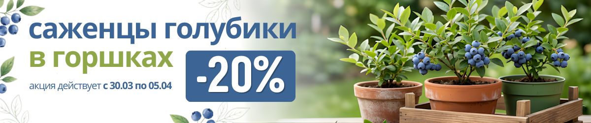 Саженцы голубики -20%