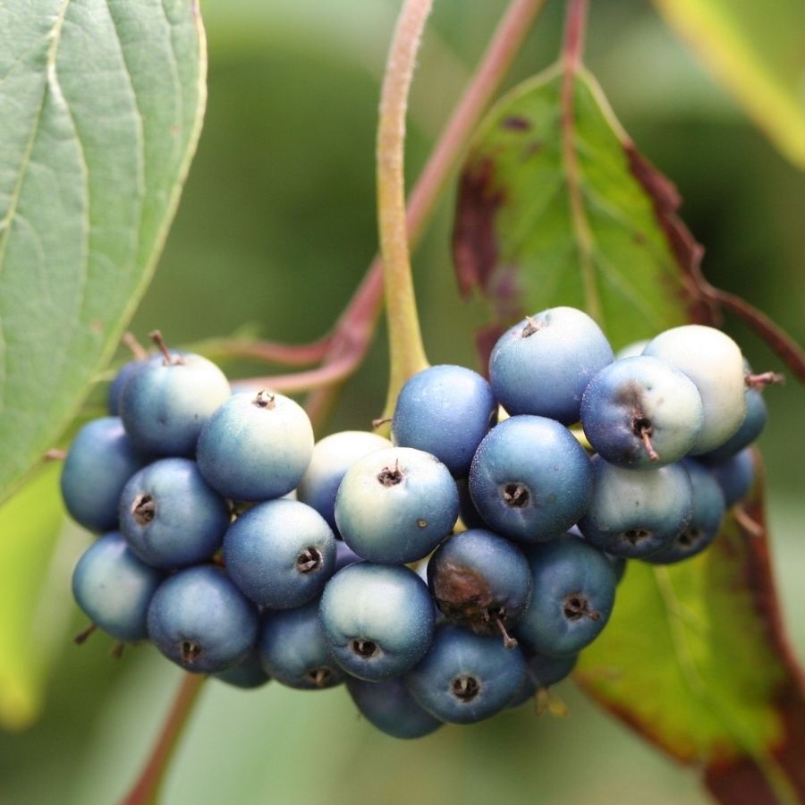 Дерен душистый Блю Клауд, С3 - Dolinasad.by