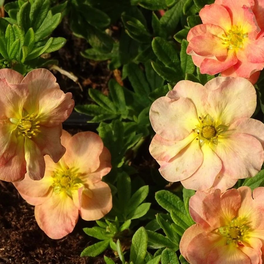 Лапчатка кустарниковая Белла Эппл, С2 - Dolinasad.by