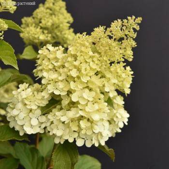 Гортензия метельчатая Краса Лесково на штамбе - Dolinasad.by