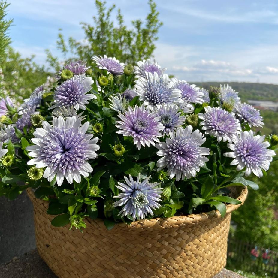 Остеоспермум 3Д Стил Блю - Dolinasad.by