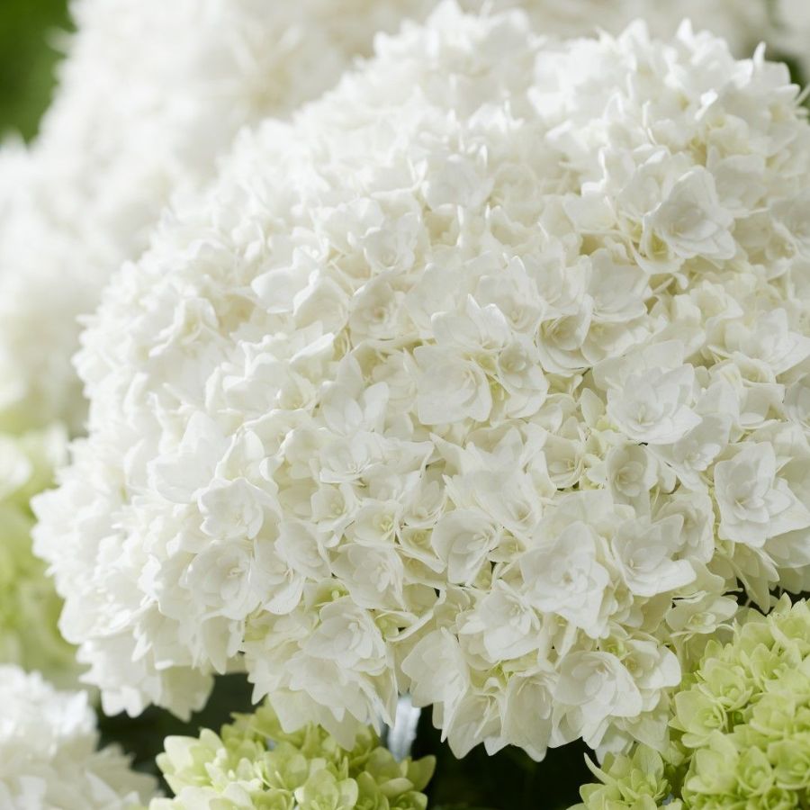 Гортензия крупнолистная Диппо Фредо - Dolinasad.by