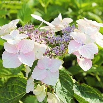 Гортензия крупнолистная Мариесии Грандифлора, С2 - Dolinasad.by
