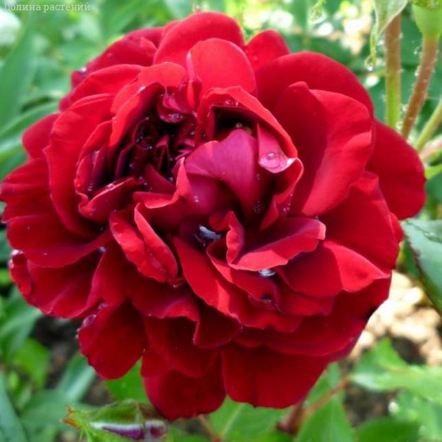 Роза Изабель Ренессанс в горшке - Dolinasad.by