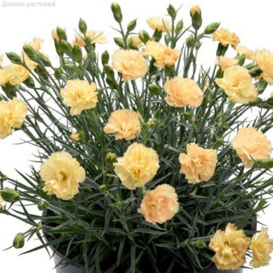 Гвоздика Менорка Еллоу - Dolinasad.by