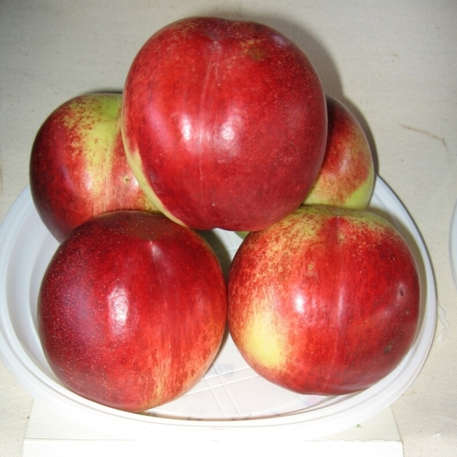 Нектарин Калдеси - Dolinasad.by