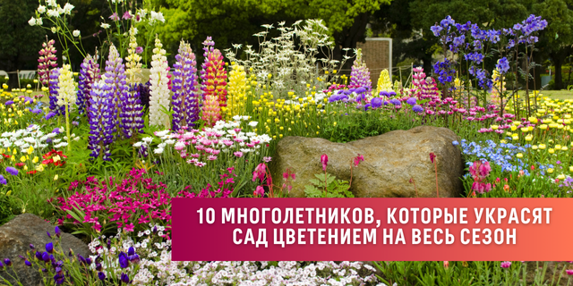 Десять многолетников, которые украсят сад цветением на весь сезон