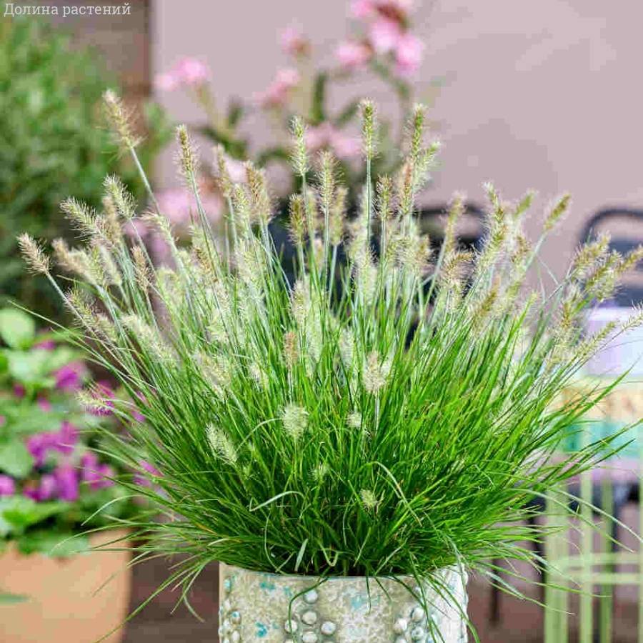 Пеннисетум лисохвостный Тайни Твинглер - Dolinasad.by