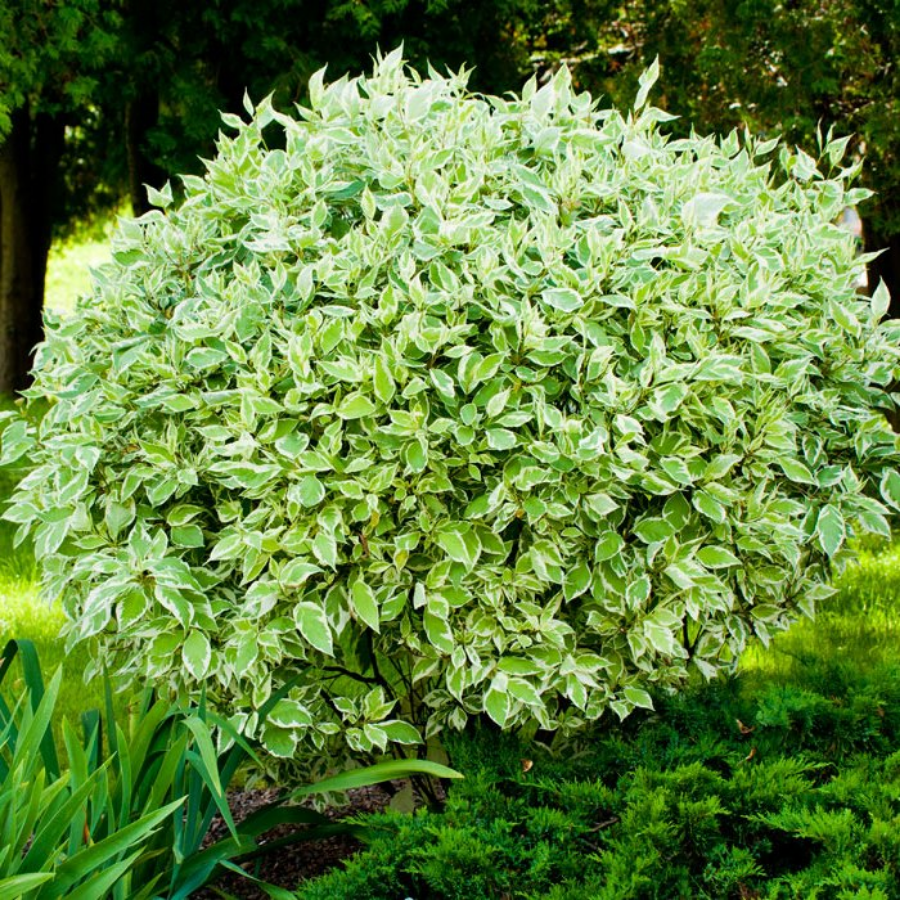 Дерен белый Элегантиссима, С2 - Dolinasad.by