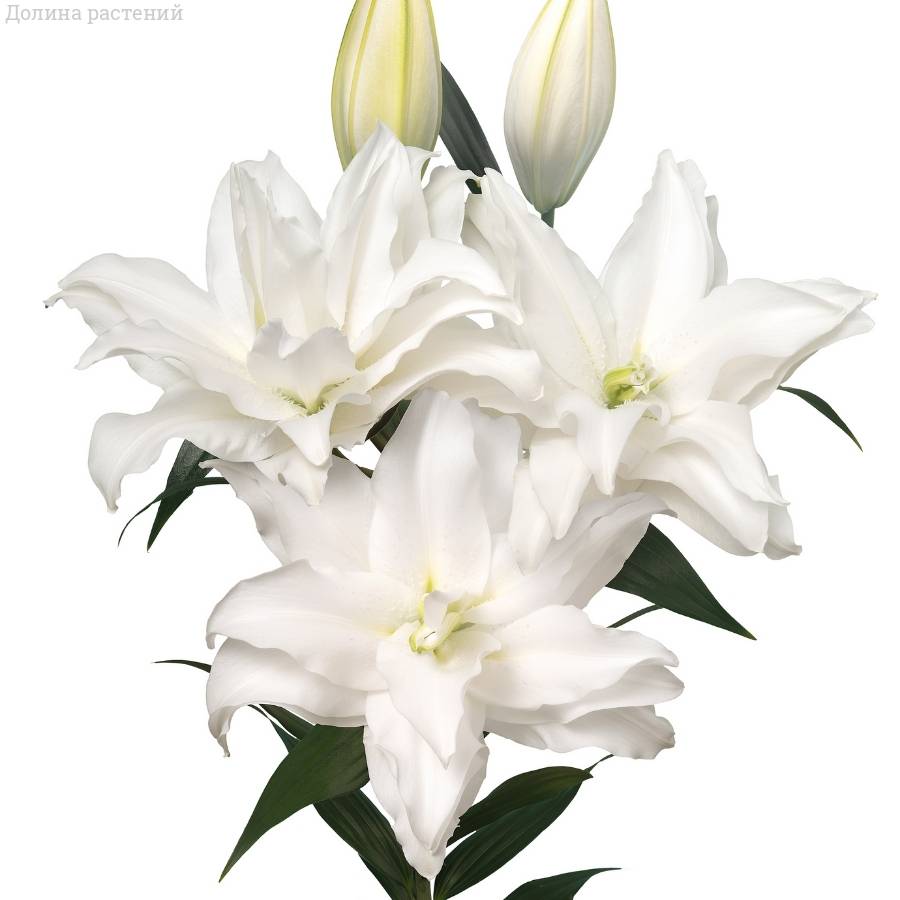 Лилия Роузлили Тирза Лилия Роузлили Тирза - Dolinasad.by