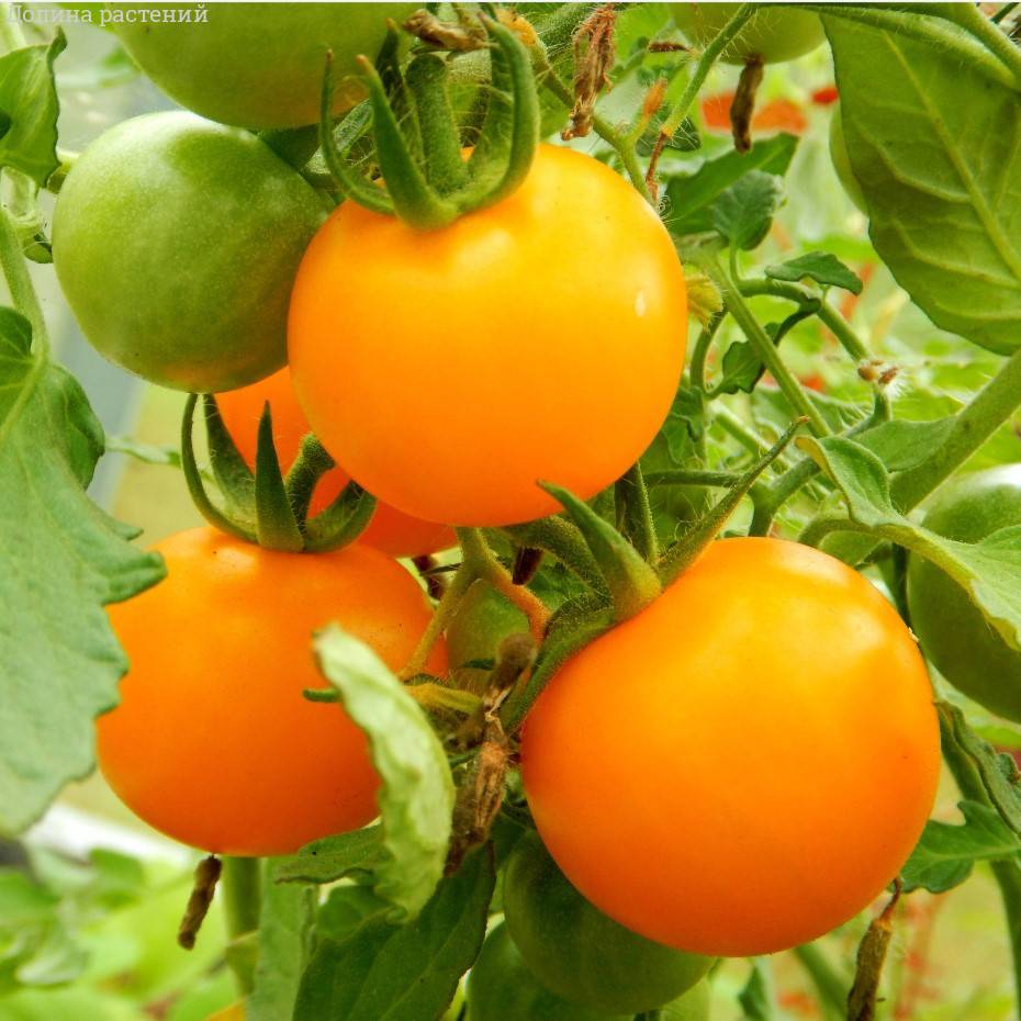 Купить семена низкорослых томатов в Минске, почтой по Беларуси - цены,  описание, фото сортов
