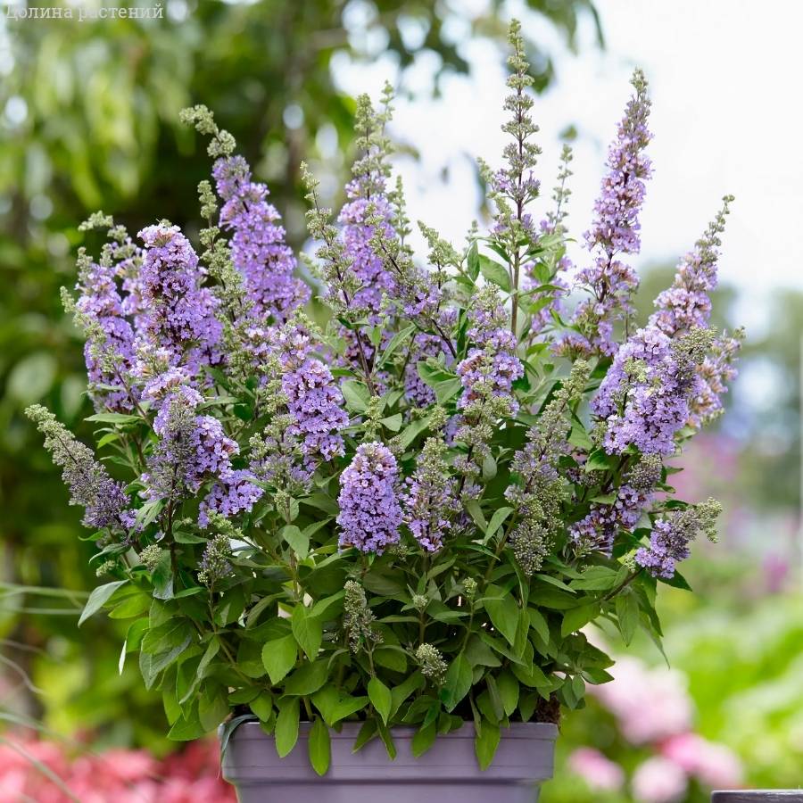 Буддлея Хай Файв Пепл - Dolinasad.by