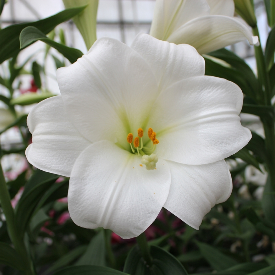 Лилия Вотч Ап - Dolinasad.by