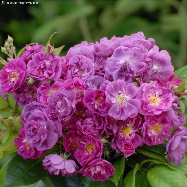 Роза Перпл Эден в горшке - Dolinasad.by