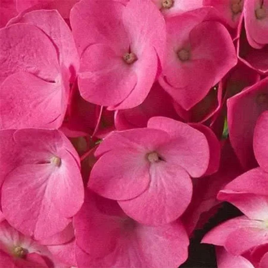 Гортензия крупнолистная Джип Пинк - Dolinasad.by