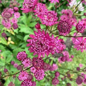 Астранция Дарк Шайни Айз - Dolinasad.by