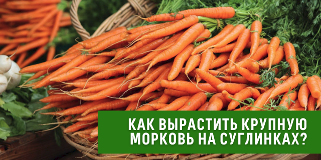 Как вырастить крупную и здоровую морковь на суглинках?