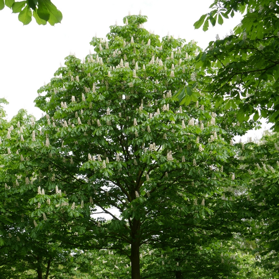 Конский каштан обыкновенный, С3 - Dolinasad.by