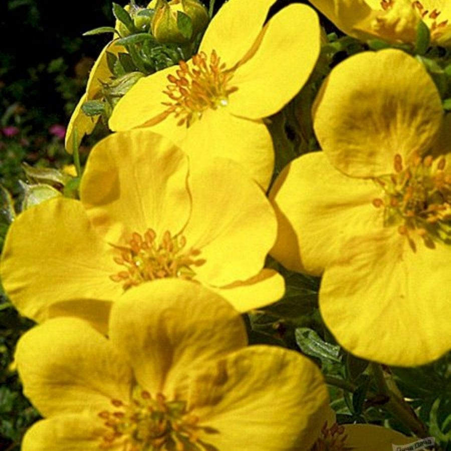 Лапчатка кустарниковая Хакманс Гигант, С3 - Dolinasad.by