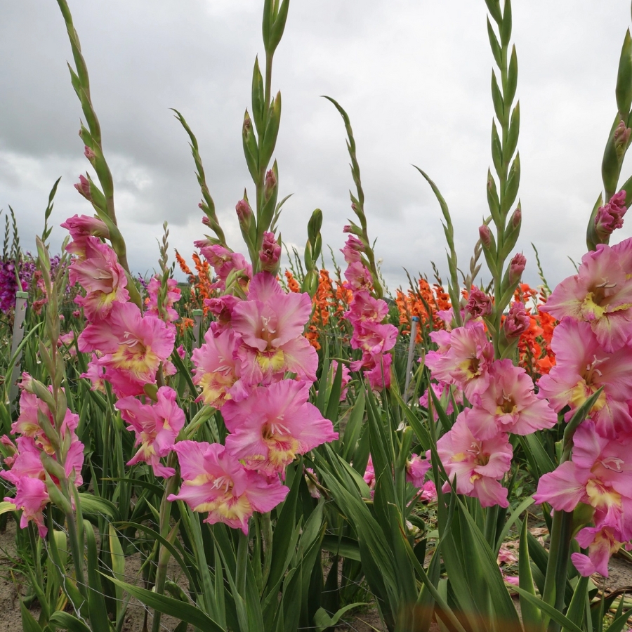 Гладиолус Хэппи Диско - Dolinasad.by