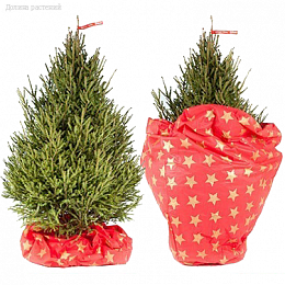 Чехол-коврик для новогодней елки (Красный) - Dolinasad.by
