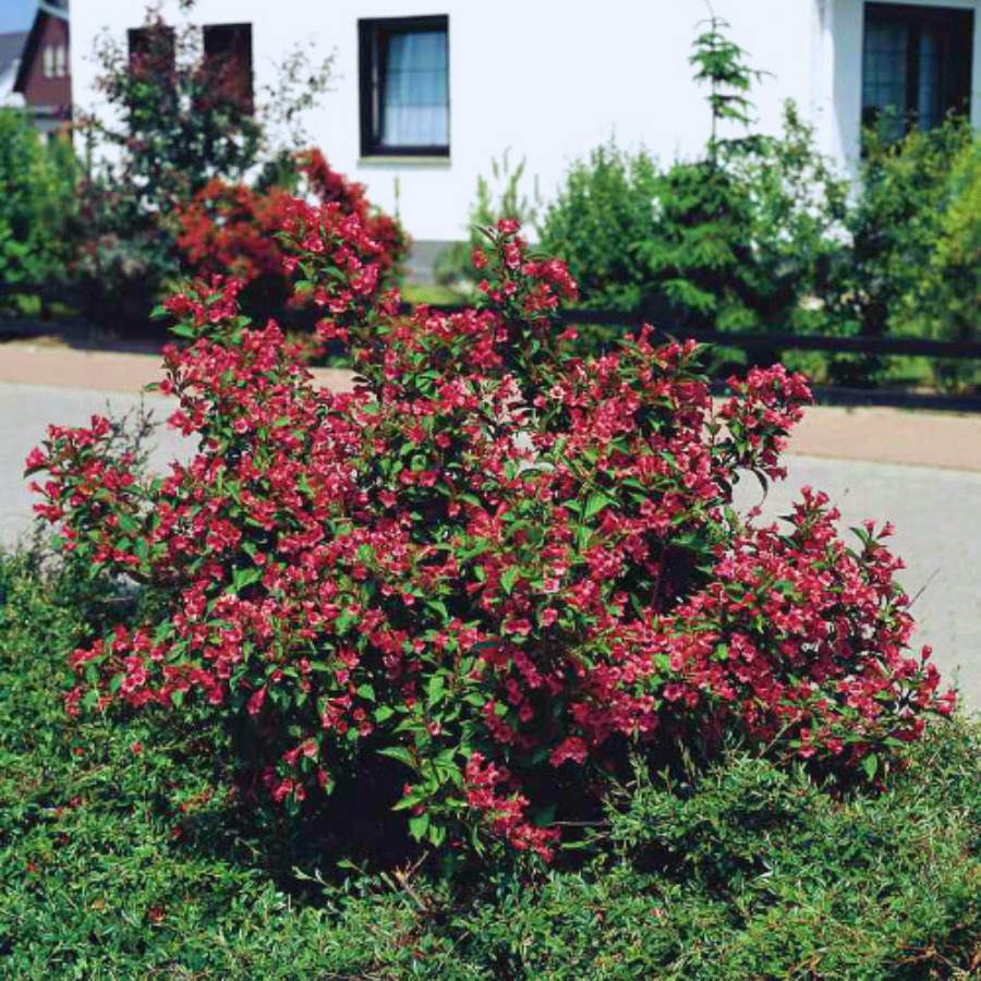 Вейгела Люцефер, С3 - Dolinasad.by