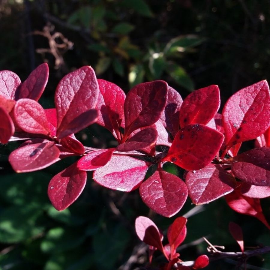 Барбарис Тунберга Ред Дж, С2 - Dolinasad.by