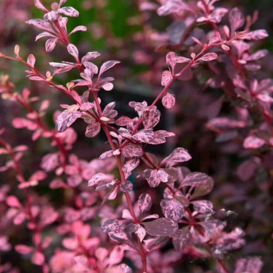 Барбарис тунберга Розетта, С2 - Dolinasad.by