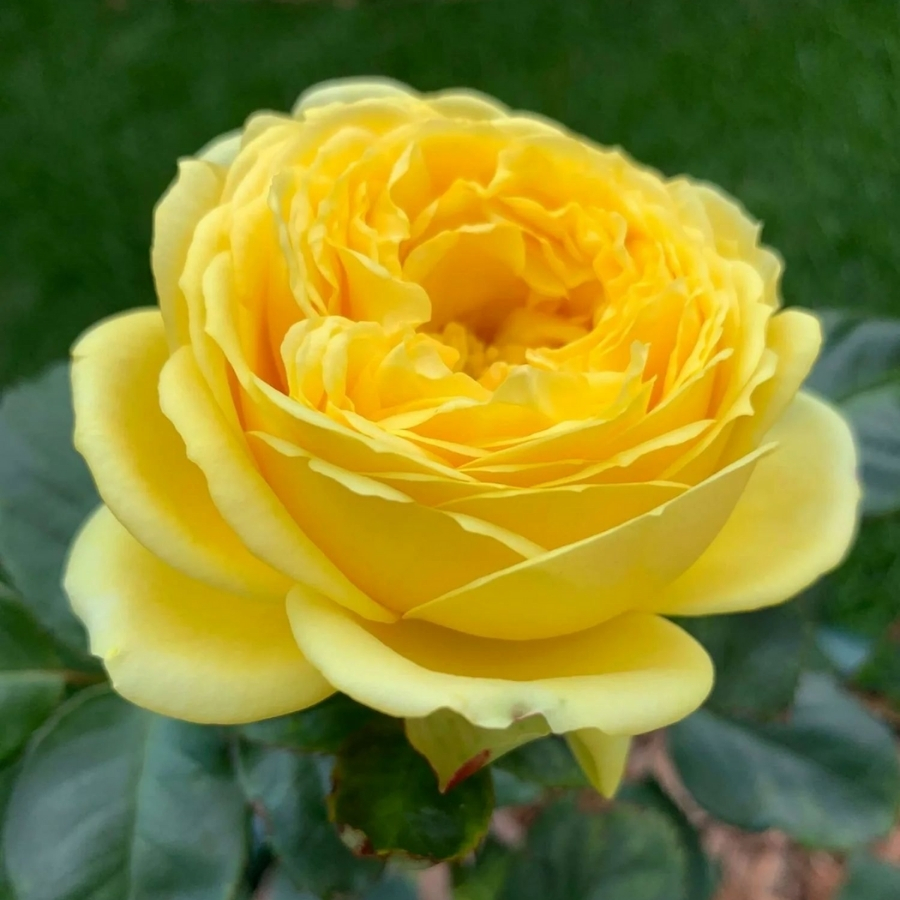 Роза Каталина в горшке - Dolinasad.by