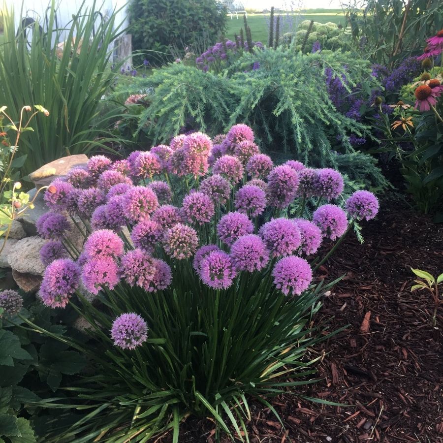 Аллиум Миллениум - Dolinasad.by