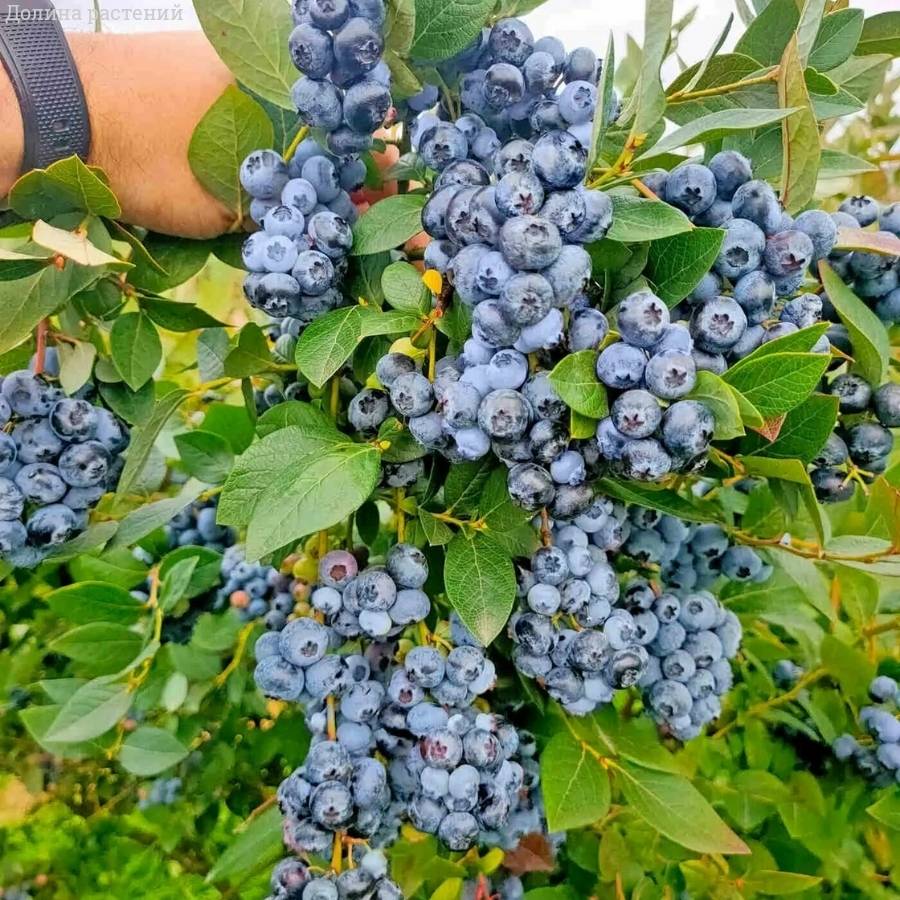 Голубика Аврора - Dolinasad.by