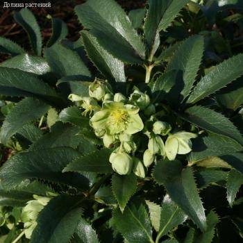 Морозник Грин Дварф - Dolinasad.by