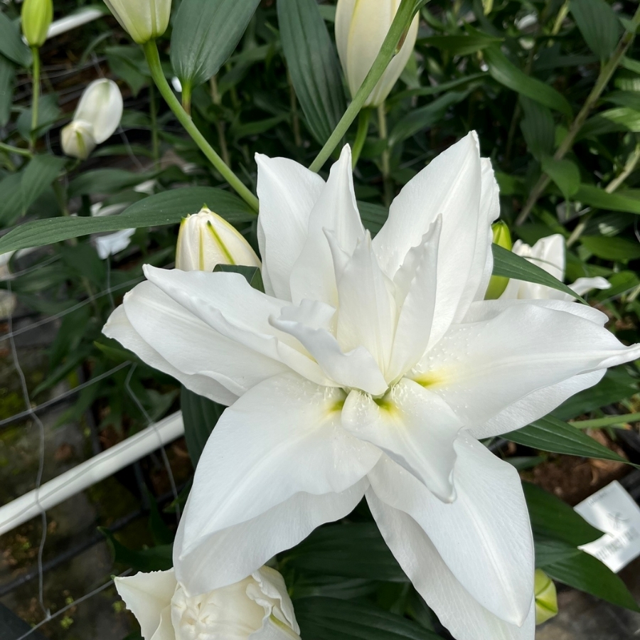 Лилия Роузлили Тирза Лилия Роузлили Тирза - Dolinasad.by