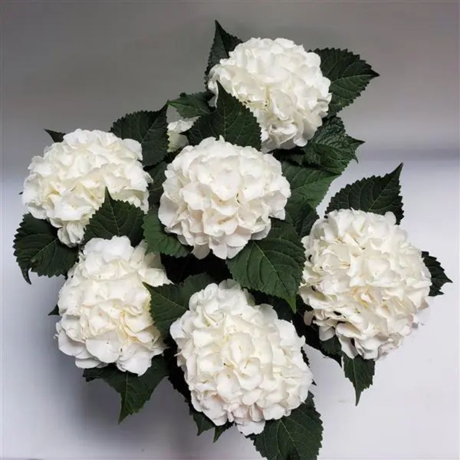 Гортензия крупнолистная Айс Бой, С2 - Dolinasad.by