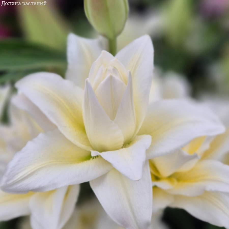 Лилия Роузлили Ирвана Лилия Роузлили Ирвана - Dolinasad.by