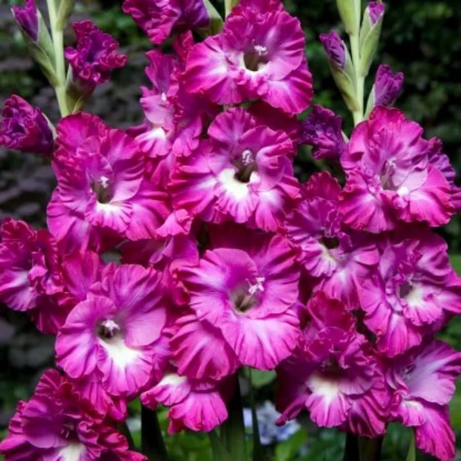 Гладиолус Наблус - Dolinasad.by