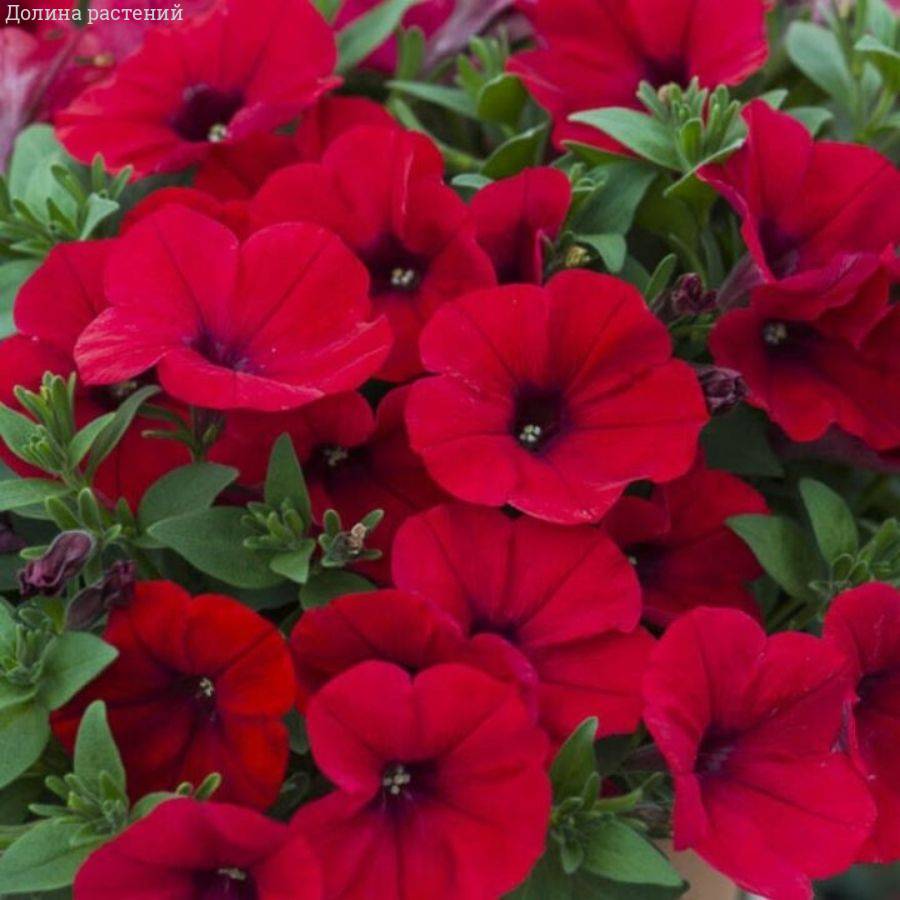 Петуния Альпетуния Ред Вельвет - Dolinasad.by