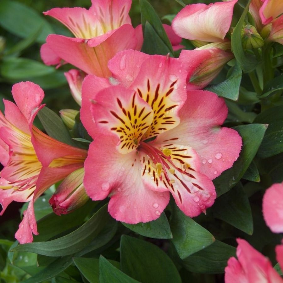 Альстромерия Флирт - Dolinasad.by