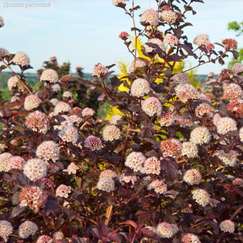 Пузыреплодник Леди ин Ред, С2 - Dolinasad.by