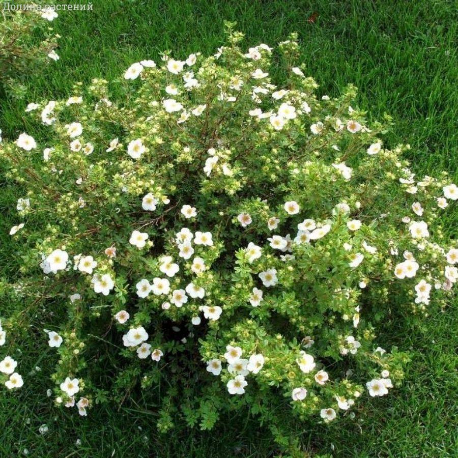 Лапчатка Крем Брюле, С2 - Dolinasad.by