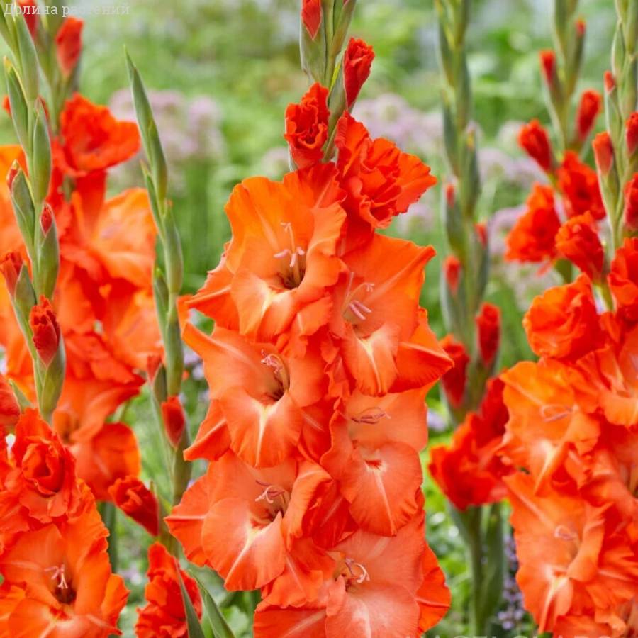 Гладиолус Сторми - Dolinasad.by