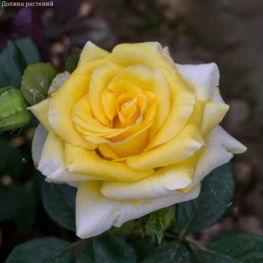 Роза Саммер в горшке - Dolinasad.by