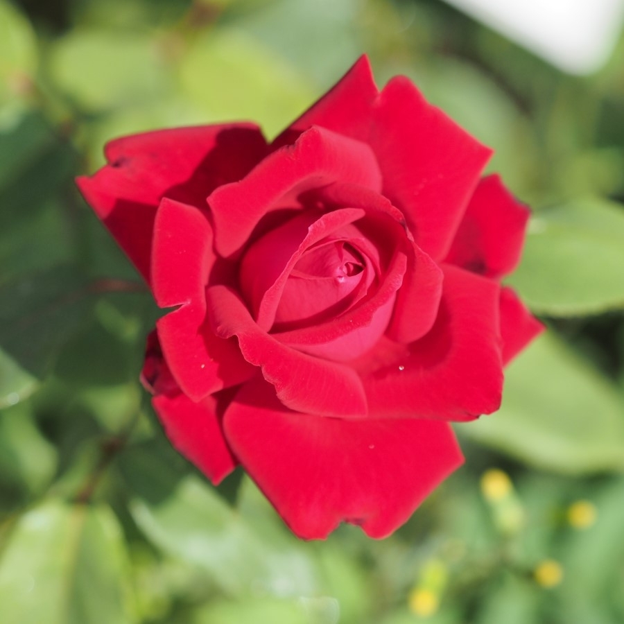 Роза Руби Вединг - Dolinasad.by